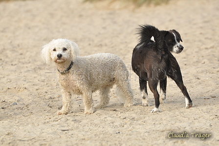 Hundestrand / Bild 75 von 376 / 19.09.2016 16:36 / DSC_8905.JPG