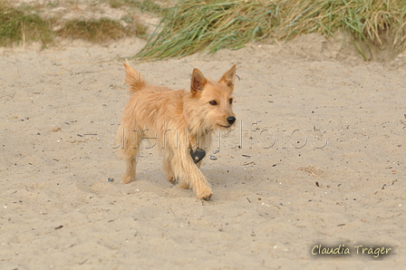 Hundestrand / Bild 78 von 376 / 19.09.2016 16:38 / DSC_8934.JPG