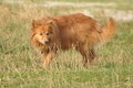 Hundestrand / Bild 80 von 376 / 19.09.2016 16:39 / DSC_8948.JPG