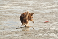 Hundestrand / Bild 81 von 376 / 19.09.2016 16:40 / DSC_8959.JPG