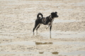 Hundestrand / Bild 82 von 376 / 19.09.2016 16:41 / DSC_8971.JPG