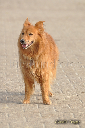 Hundestrand / Bild 85 von 376 / 19.09.2016 16:42 / DSC_9032.JPG