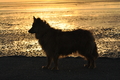 Hundestrand / Bild 89 von 376 / 19.09.2016 19:01 / DSC_9199.JPG