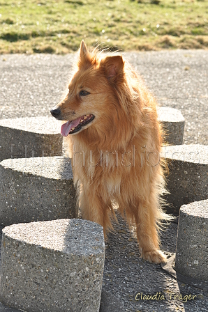 Hundestrand / Bild 92 von 376 / 20.09.2016 11:57 / DSC_9361.JPG