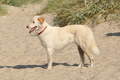 Hundestrand / Bild 96 von 376 / 20.09.2016 12:02 / DSC_9376.JPG