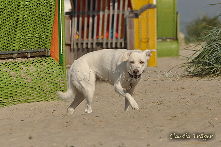 Hundestrand / Bild 98 von 376 / 20.09.2016 12:03 / DSC_9382.JPG