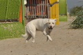 Hundestrand / Bild 98 von 376 / 20.09.2016 12:03 / DSC_9382.JPG