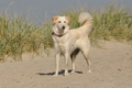 Hundestrand / Bild 100 von 376 / 20.09.2016 12:03 / DSC_9394.JPG