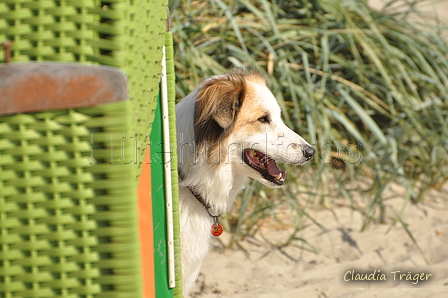 Hundestrand / Bild 111 von 376 / 20.09.2016 12:16 / DSC_9506.JPG