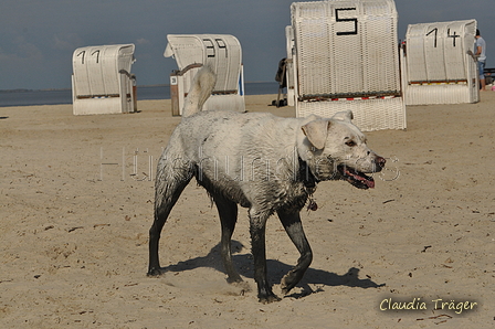 Hundestrand / Bild 115 von 376 / 20.09.2016 12:21 / DSC_9530.JPG