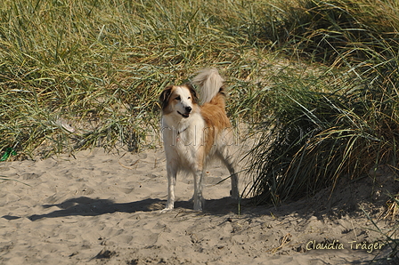 Hundestrand / Bild 116 von 376 / 20.09.2016 12:22 / DSC_9534.JPG