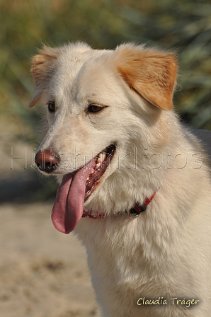 Hundestrand / Bild 121 von 376 / 20.09.2016 12:24 / DSC_9566.JPG