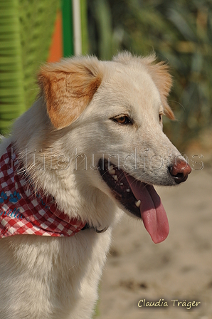 Hundestrand / Bild 123 von 376 / 20.09.2016 12:25 / DSC_9577.JPG