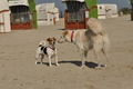 Hundestrand / Bild 128 von 376 / 20.09.2016 12:26 / DSC_9589.JPG