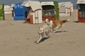 Hundestrand / Bild 131 von 376 / 20.09.2016 12:28 / DSC_9600.JPG