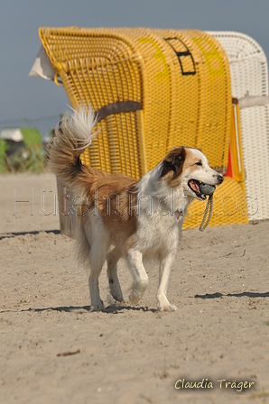 Hundestrand / Bild 134 von 376 / 20.09.2016 12:29 / DSC_9632.JPG