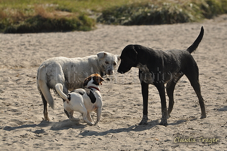 Hundestrand / Bild 136 von 376 / 20.09.2016 12:30 / DSC_9641.JPG