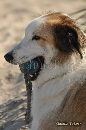 Hundestrand / Bild 137 von 376 / 20.09.2016 12:31 / DSC_9645.JPG