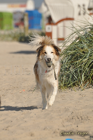 Hundestrand / Bild 142 von 376 / 20.09.2016 12:34 / DSC_9665.JPG