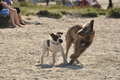 Hundestrand / Bild 144 von 376 / 20.09.2016 12:35 / DSC_9675.JPG