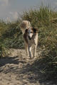 Hundestrand / Bild 149 von 376 / 20.09.2016 12:39 / DSC_9714.JPG