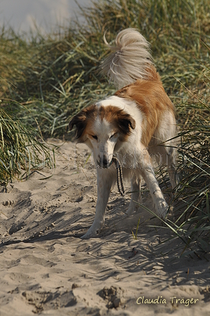 Hundestrand / Bild 150 von 376 / 20.09.2016 12:39 / DSC_9721.JPG