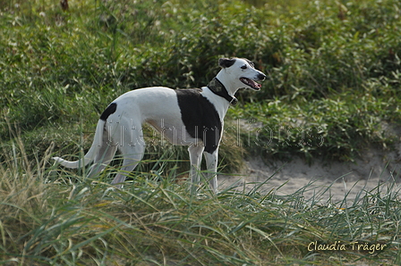 Hundestrand / Bild 154 von 376 / 20.09.2016 12:43 / DSC_9739.JPG