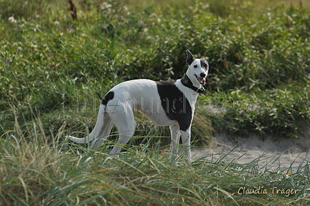 Hundestrand / Bild 155 von 376 / 20.09.2016 12:43 / DSC_9741.JPG