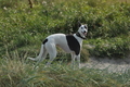 Hundestrand / Bild 155 von 376 / 20.09.2016 12:43 / DSC_9741.JPG