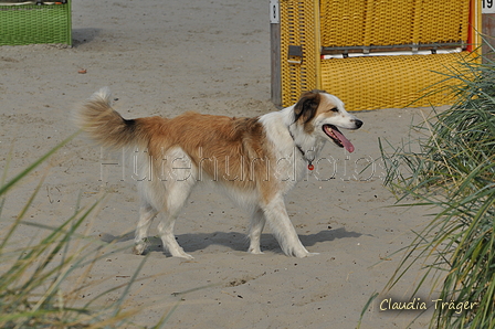 Hundestrand / Bild 156 von 376 / 20.09.2016 12:43 / DSC_9744.JPG