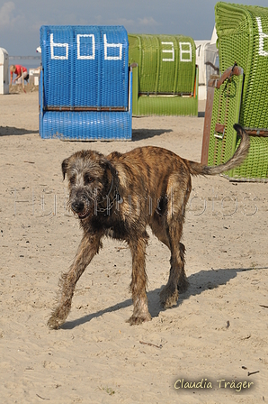 Hundestrand / Bild 157 von 376 / 20.09.2016 12:44 / DSC_9751.JPG