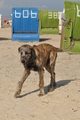 Hundestrand / Bild 157 von 376 / 20.09.2016 12:44 / DSC_9751.JPG