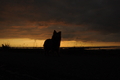 Hundestrand / Bild 158 von 376 / 20.09.2016 18:51 / DSC_4803.JPG