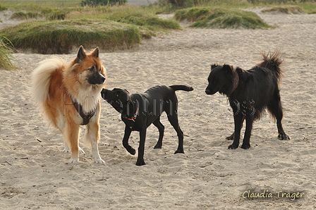 Hundestrand / Bild 171 von 376 / 21.09.2016 09:06 / DSC_9865.JPG