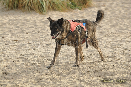 Hundestrand / Bild 185 von 376 / 21.09.2016 09:14 / DSC_9952.JPG