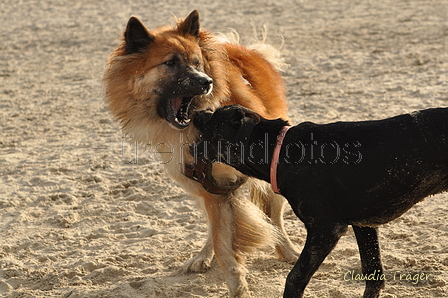 Hundestrand / Bild 186 von 376 / 21.09.2016 09:17 / DSC_9963.JPG