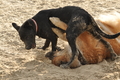 Hundestrand / Bild 187 von 376 / 21.09.2016 09:17 / DSC_9965.JPG