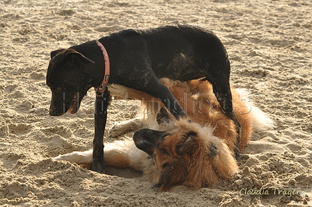 Hundestrand / Bild 190 von 376 / 21.09.2016 09:17 / DSC_9971.JPG