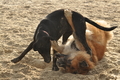 Hundestrand / Bild 191 von 376 / 21.09.2016 09:17 / DSC_9972.JPG