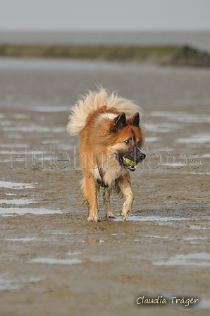 Hundestrand / Bild 200 von 376 / 21.09.2016 09:24 / DSC_0022.JPG