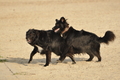 Hundestrand / Bild 206 von 376 / 21.09.2016 09:25 / DSC_0041.JPG