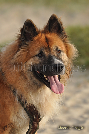 Hundestrand / Bild 212 von 376 / 21.09.2016 09:28 / DSC_0067.JPG