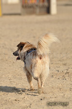 Hundestrand / Bild 222 von 376 / 21.09.2016 09:41 / DSC_0142.JPG