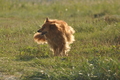 Hundestrand / Bild 223 von 376 / 21.09.2016 09:42 / DSC_0153.JPG