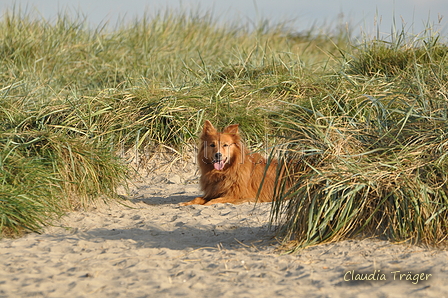 Hundestrand / Bild 224 von 376 / 21.09.2016 09:45 / DSC_0176.JPG