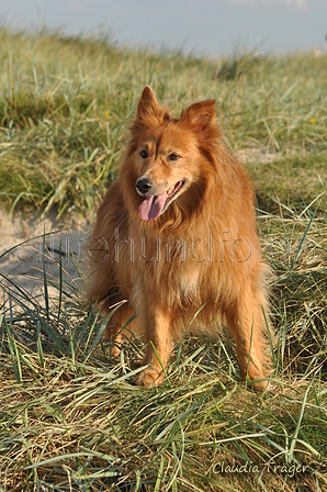 Hundestrand / Bild 225 von 376 / 21.09.2016 09:46 / DSC_0184.JPG