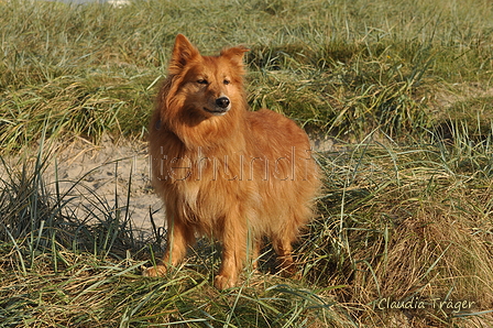 Hundestrand / Bild 226 von 376 / 21.09.2016 09:47 / DSC_0187.JPG