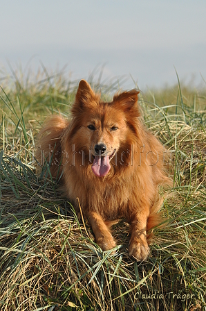 Hundestrand / Bild 228 von 376 / 21.09.2016 09:47 / DSC_0193.JPG