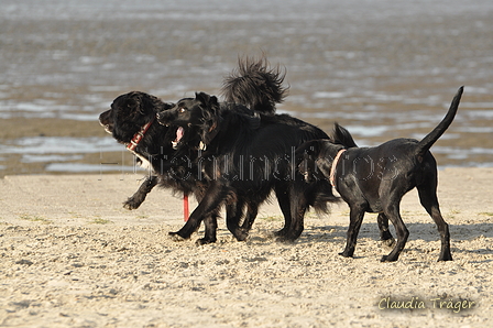 Hundestrand / Bild 231 von 376 / 21.09.2016 09:48 / DSC_0218.JPG