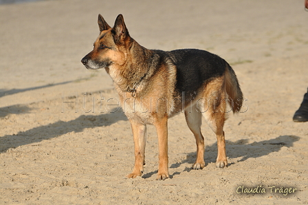 Hundestrand / Bild 232 von 376 / 21.09.2016 09:51 / DSC_0234.JPG